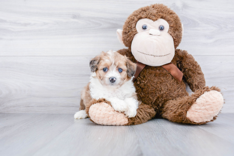 Little Aussiepoo Poodle Mix Puppy