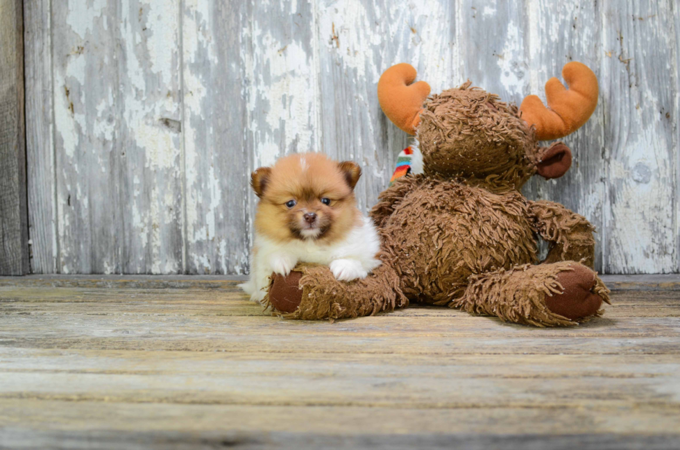 Hypoallergenic Pomeranian Purebred Pup