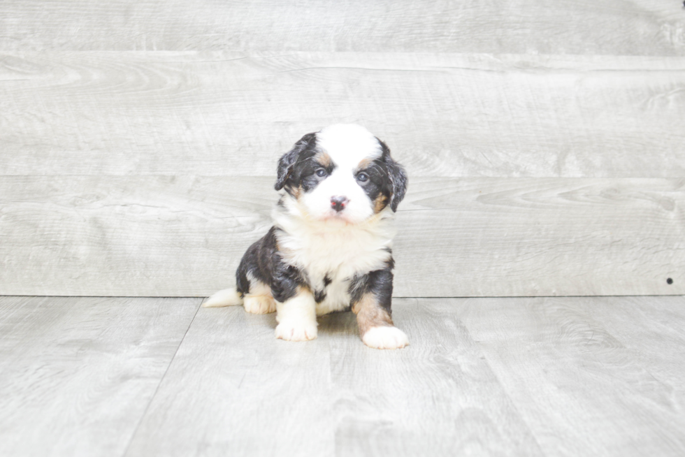 Small Mini Bernedoodle Baby