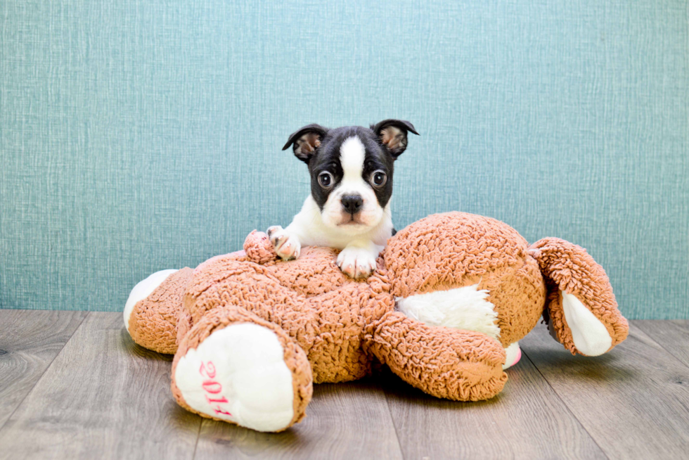 Best Boston Terrier Baby