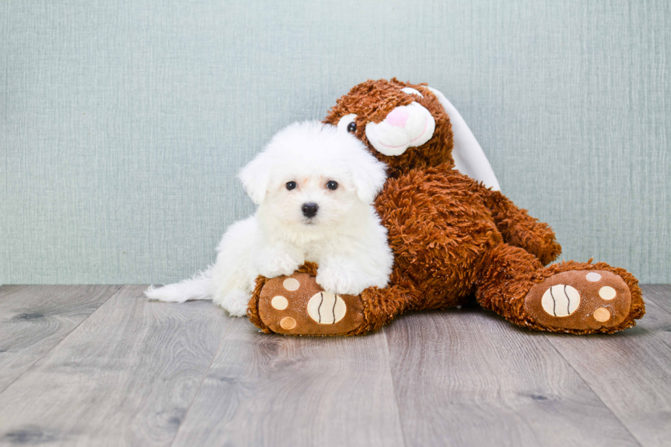 Playful Bichon Frise Baby