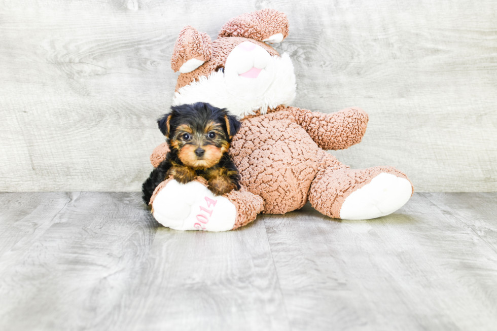 Meet Twinkle - our Yorkshire Terrier Puppy Photo 