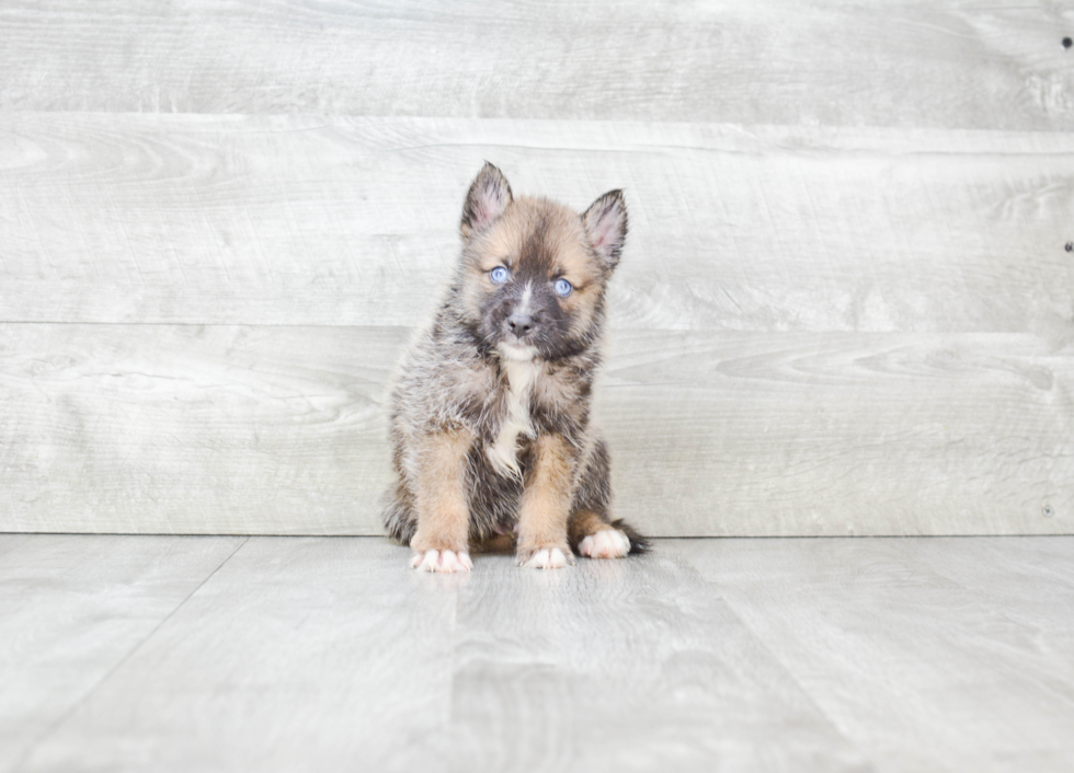 Cute Pomsky Baby