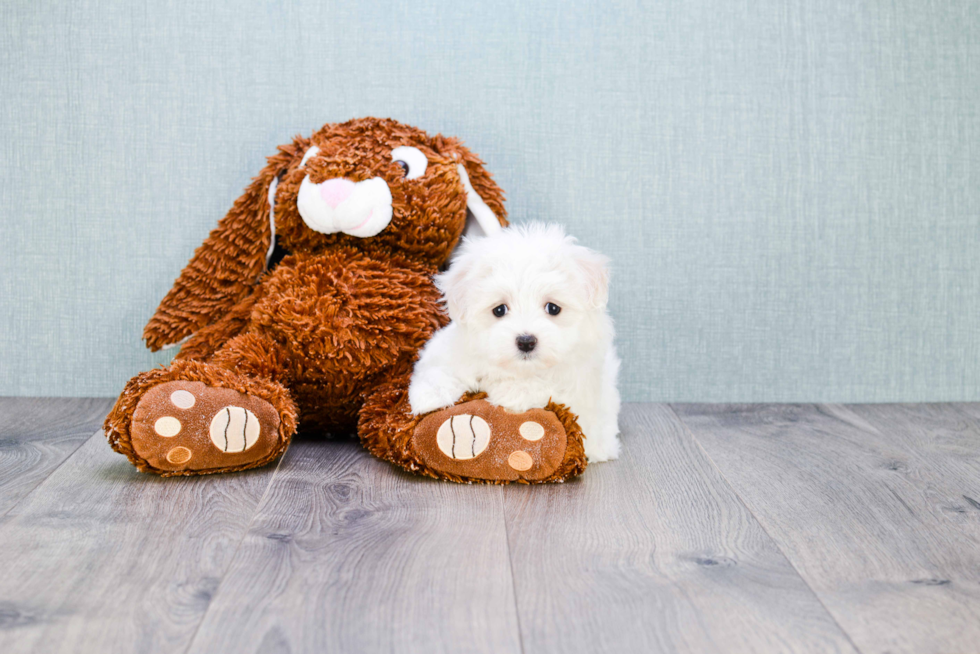 Hypoallergenic Maltese Baby