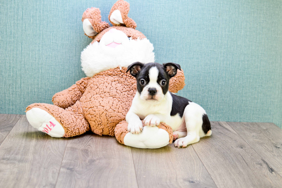 Little Boston Terrier Purebred Pup