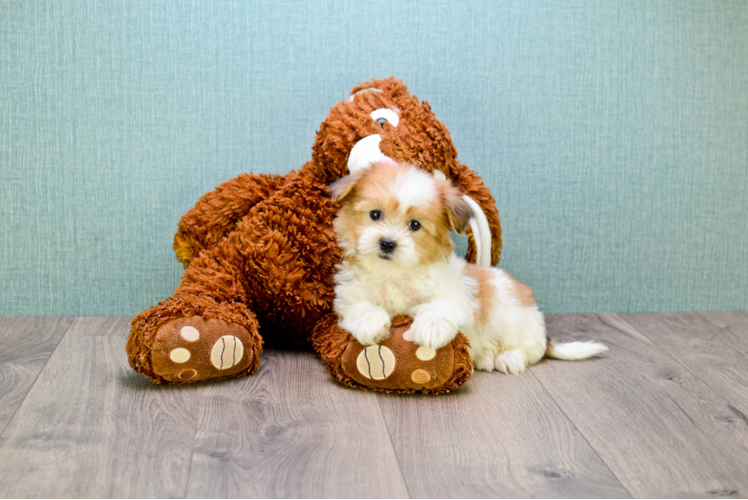 Teddy Bear Puppy for Adoption