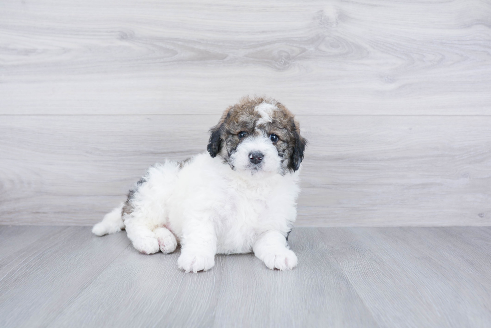 Funny Mini Bernedoodle Poodle Mix Pup