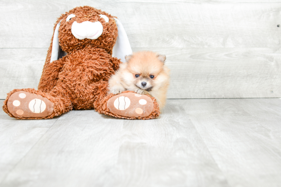 Friendly Pomeranian Purebred Pup