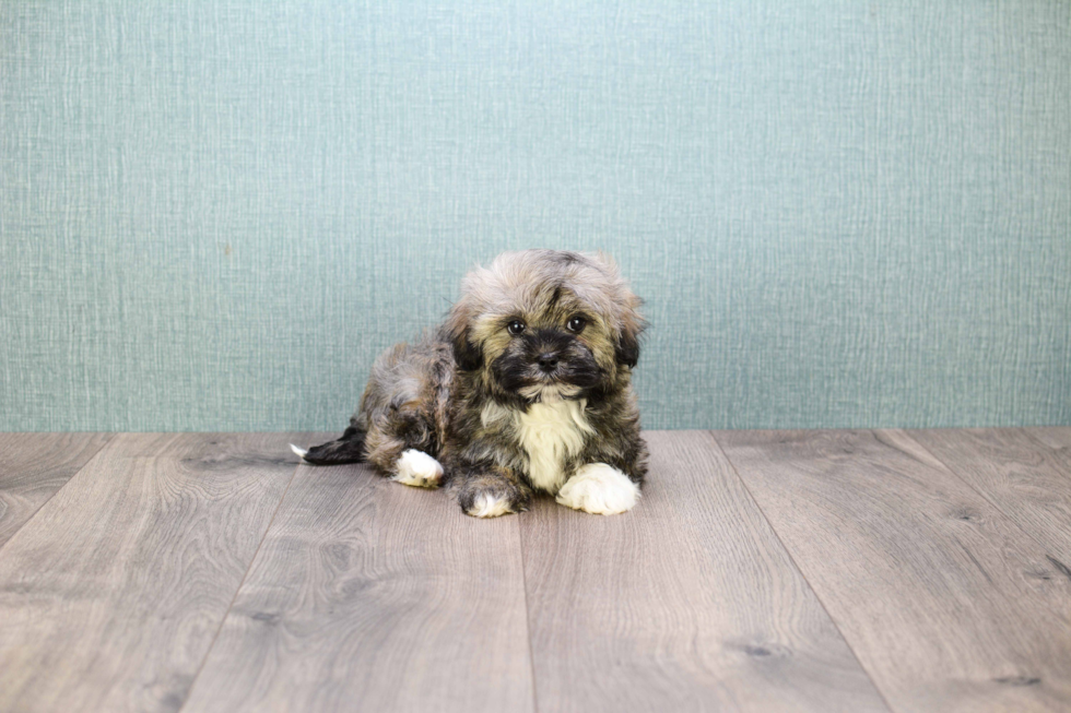 Havanese Puppy for Adoption