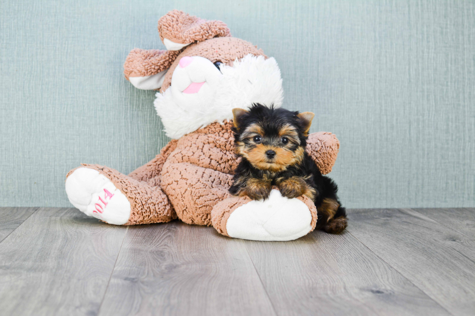 Meet Victoria - our Yorkshire Terrier Puppy Photo 