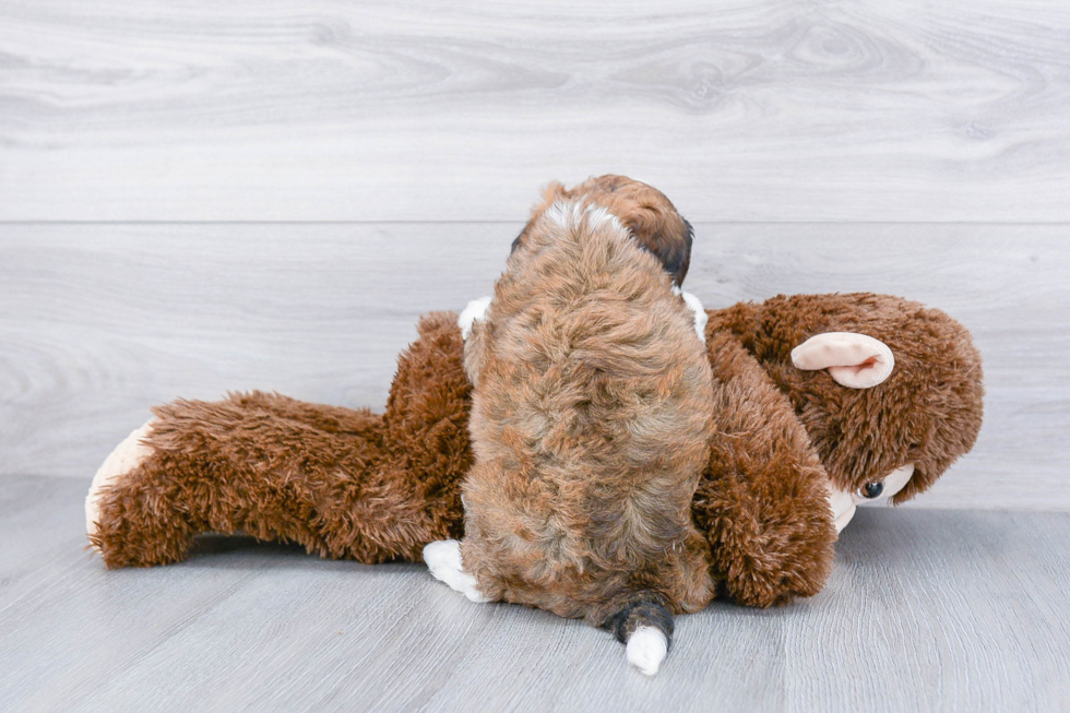 Cavachon Pup Being Cute