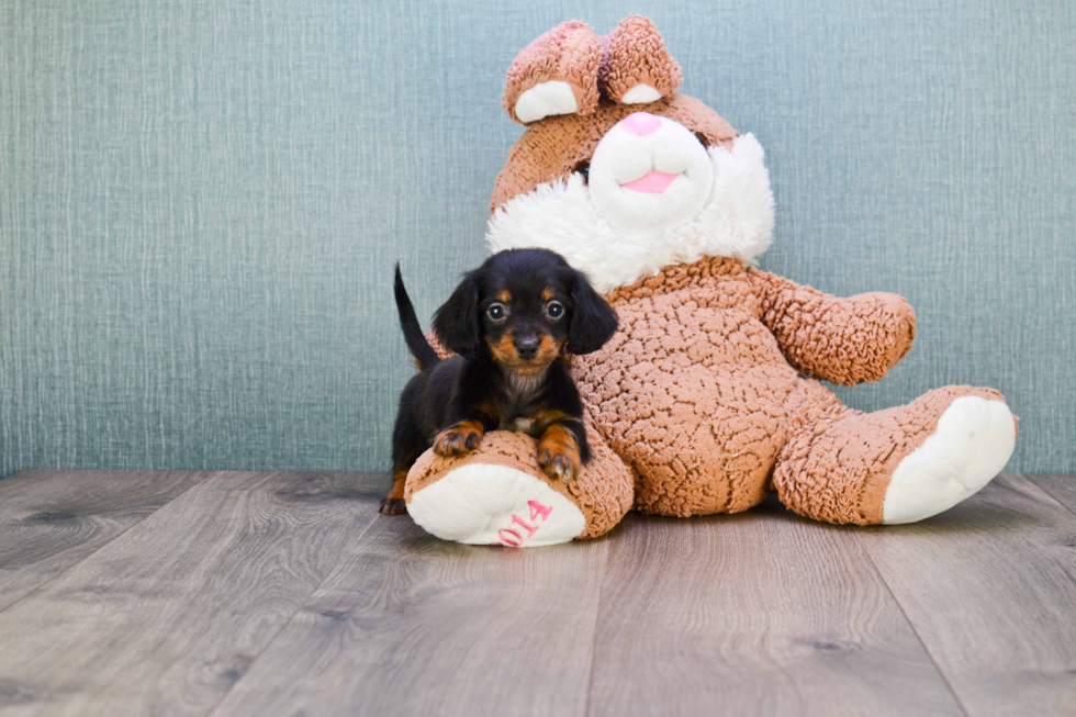 Cute Dachshund Baby