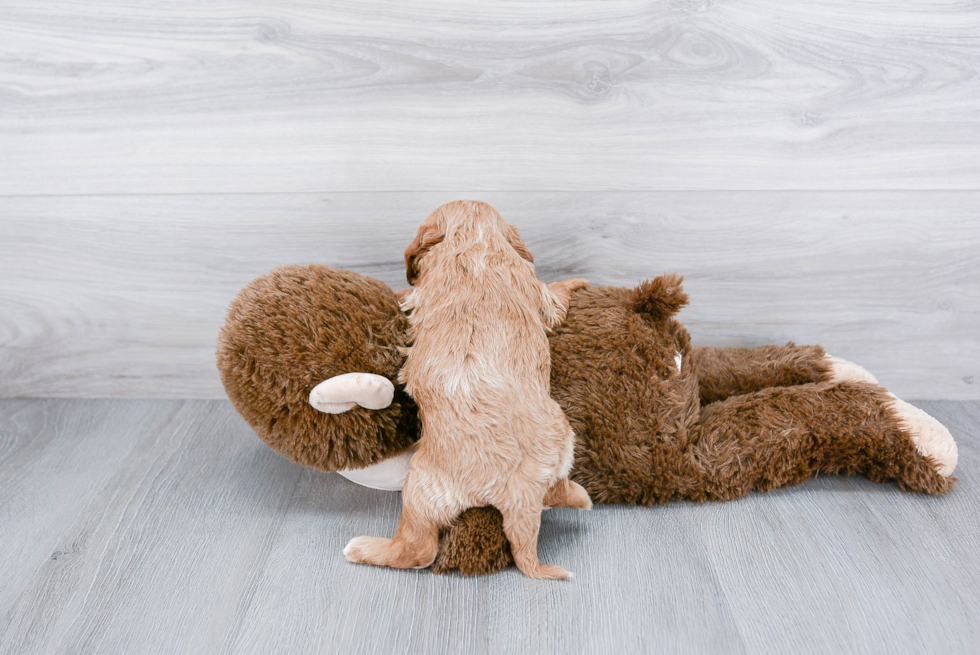 Cavapoo Pup Being Cute