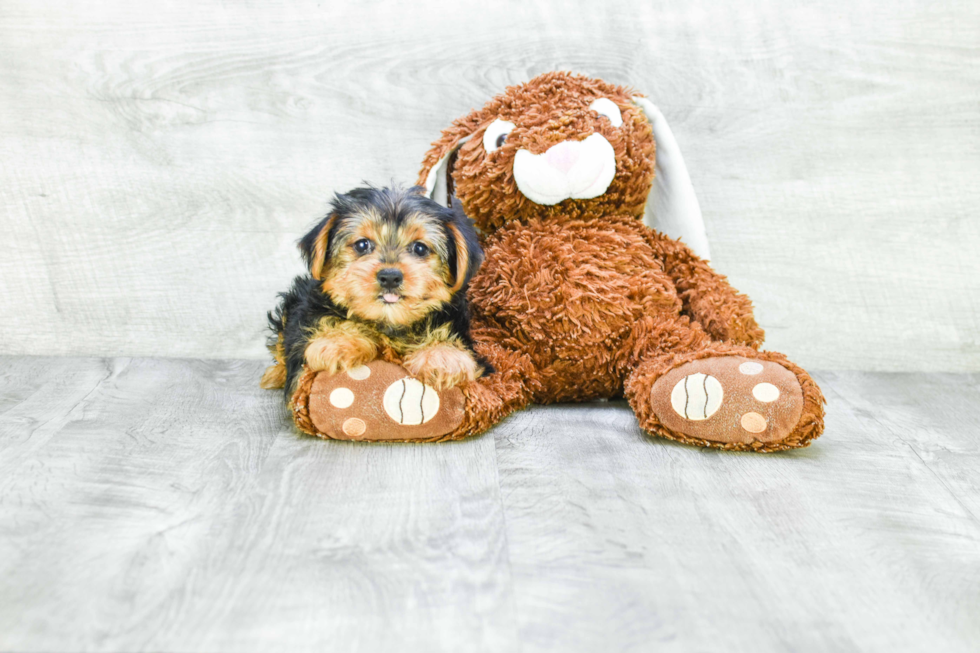 Meet Steph - our Yorkshire Terrier Puppy Photo 