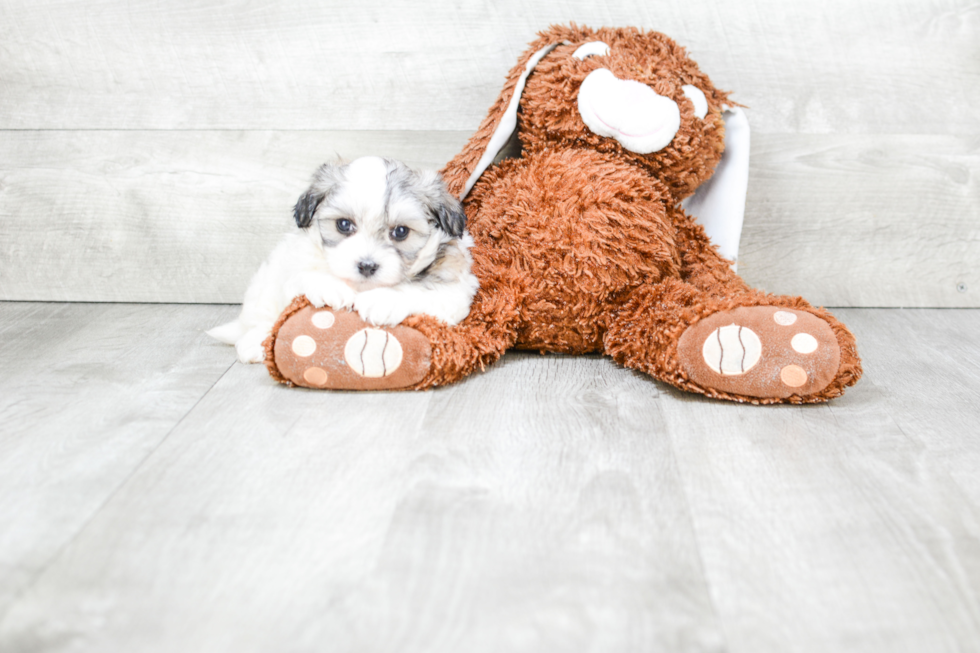 Petite Maltipoo Poodle Mix Pup