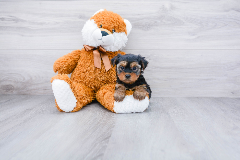 Meet Avery - our Yorkshire Terrier Puppy Photo 