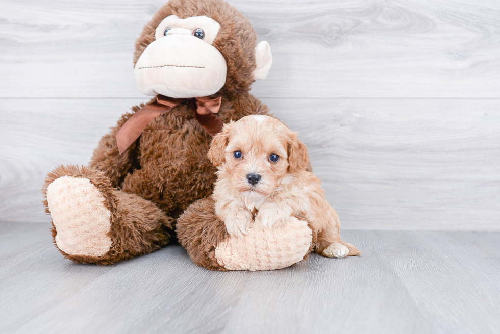 Cavapoo Puppy for Adoption