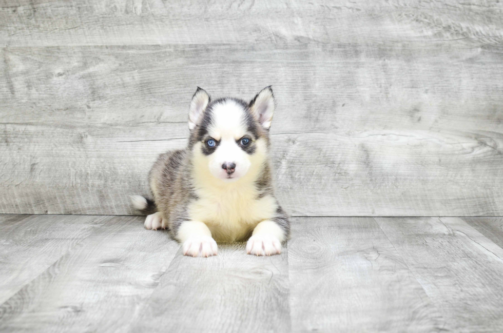 Pomsky Pup Being Cute