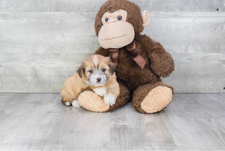 Playful Havanese Purebred Pup