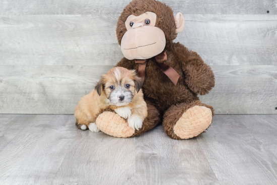 Playful Havanese Purebred Pup