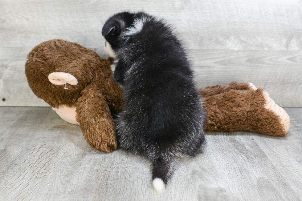 Fluffy Pomsky Designer Pup