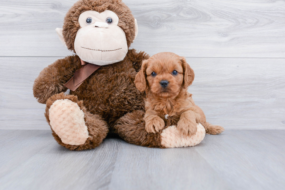 Energetic Cavoodle Poodle Mix Puppy