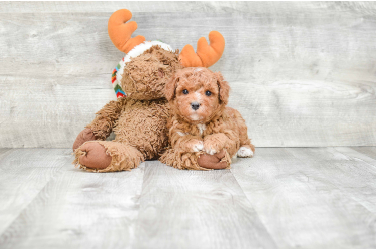 Cavapoo Pup Being Cute