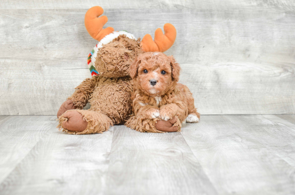 Cavapoo Pup Being Cute