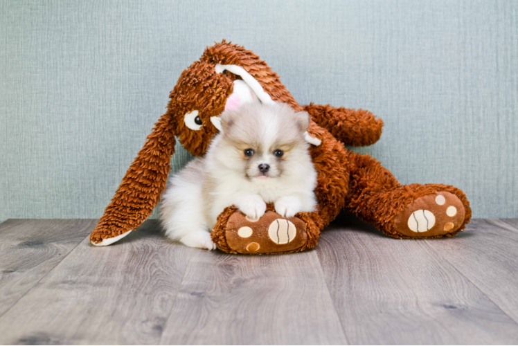 Little Pomeranian Purebred Pup