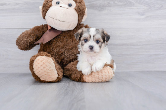 Teddy Bear Pup Being Cute