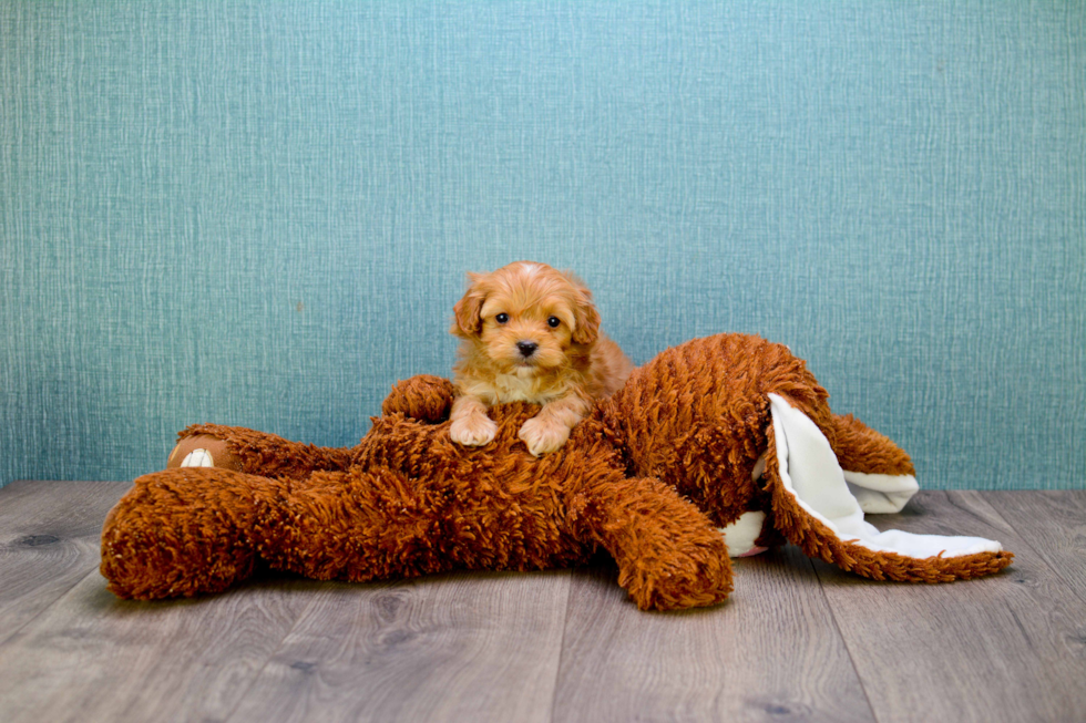 Funny Cavapoo Poodle Mix Pup