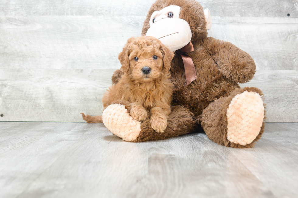 Best Mini Goldendoodle Baby