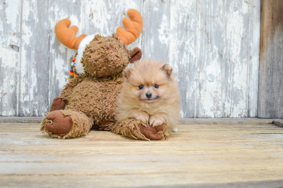 Popular Pomeranian Baby