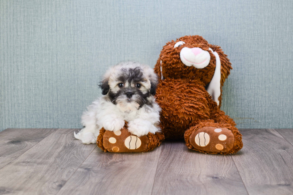 Havanese Pup Being Cute