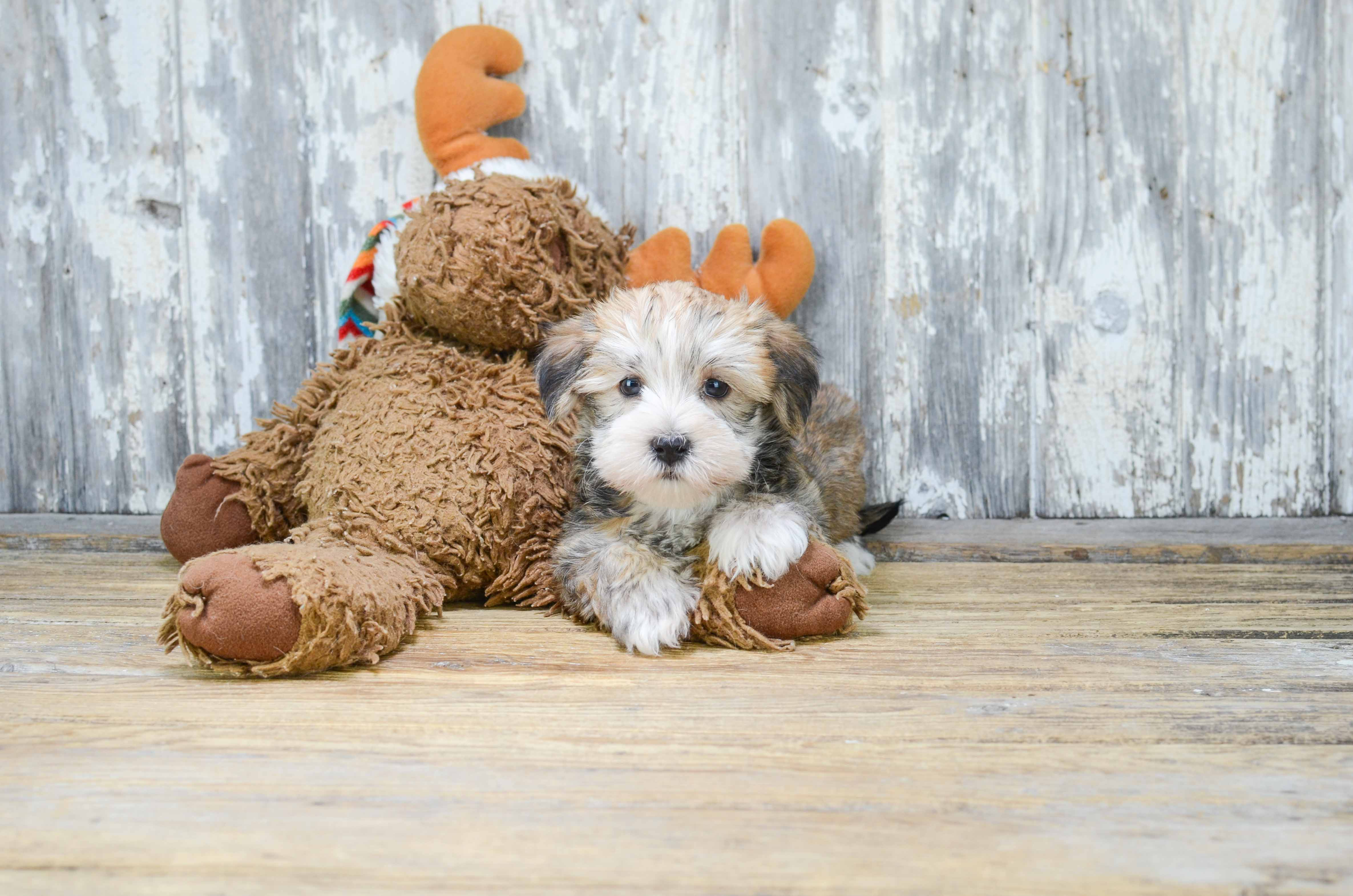 Best Morkie Baby