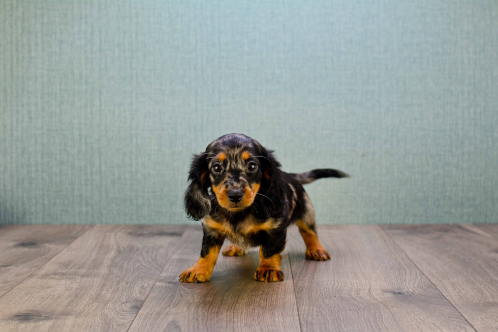 Cute Dachshund Purebred Puppy