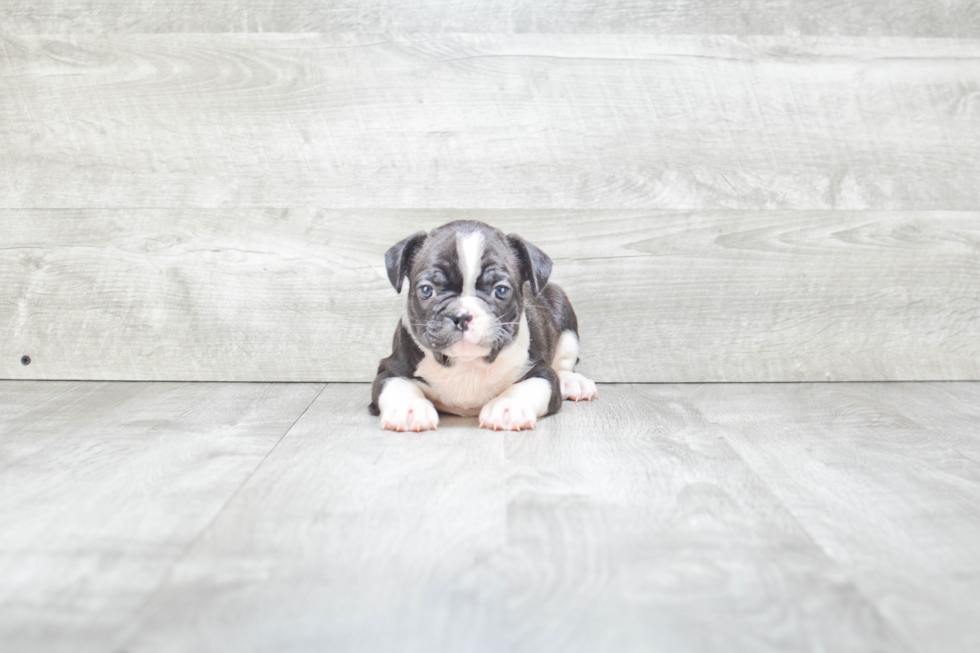 Hypoallergenic French Bulldog Baby