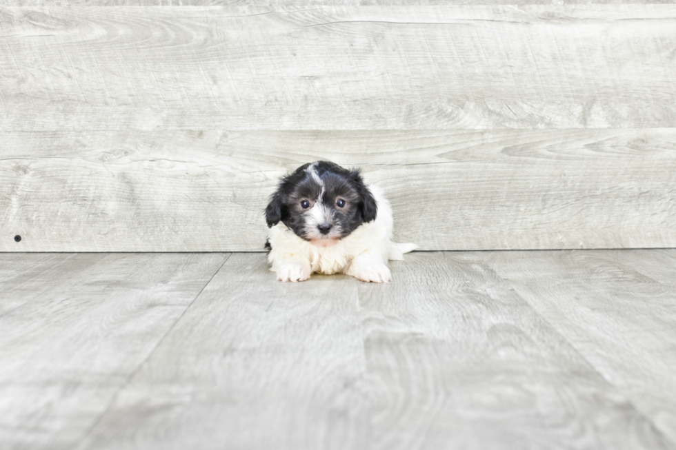 Havanese Pup Being Cute