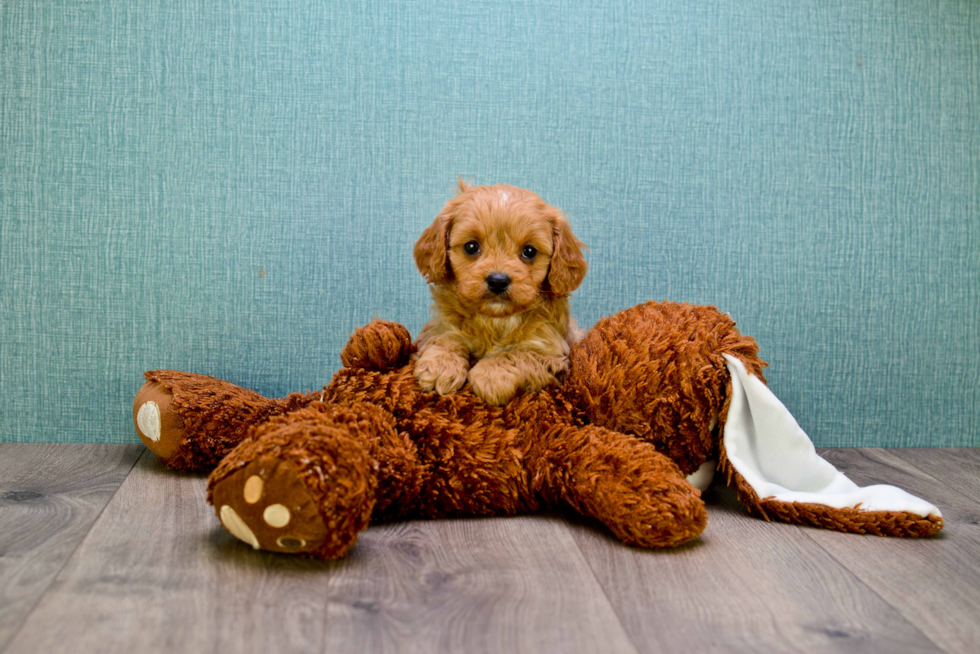 Friendly Cavapoo Baby