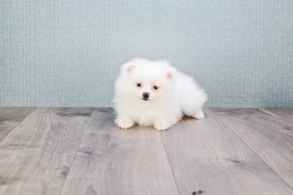 Best Pomeranian Baby