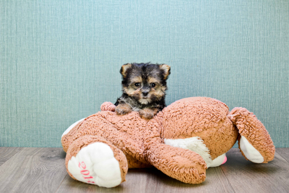 Morkie Pup Being Cute