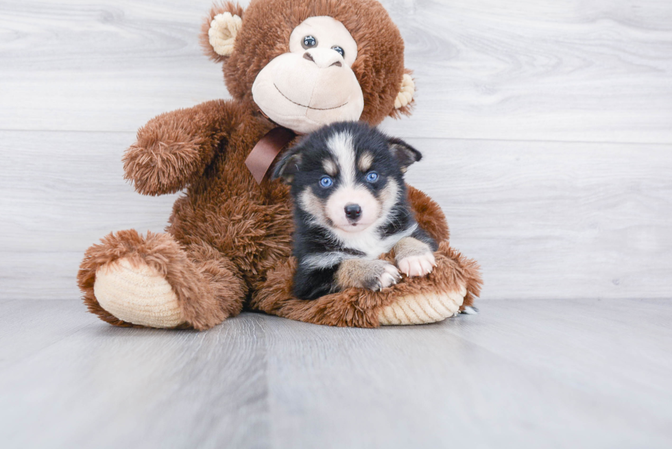 Best Pomsky Baby