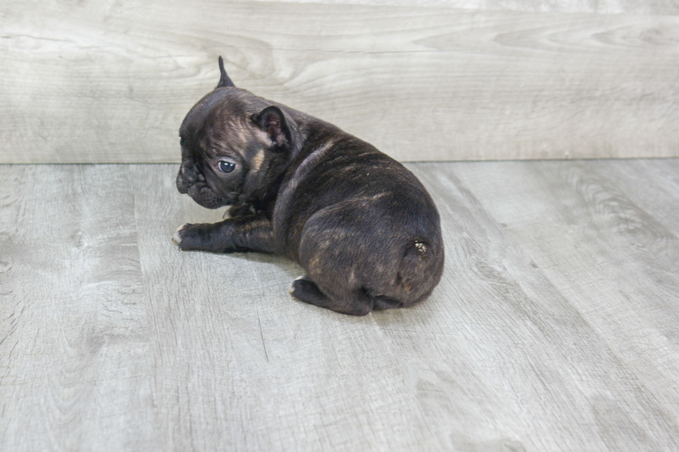 Best French Bulldog Baby