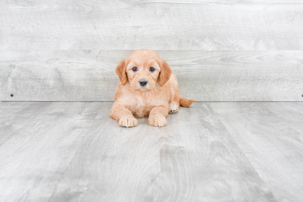 Best Mini Goldendoodle Baby