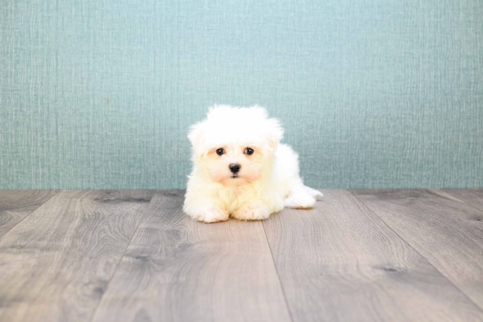 Little Maltese Purebred Pup