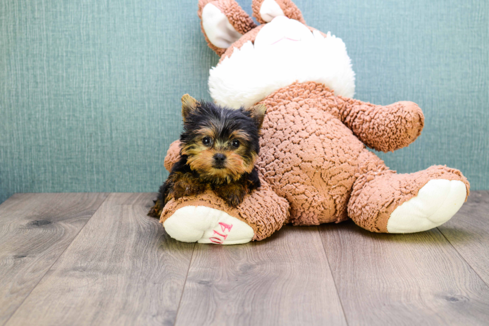 Meet Micro-Teacup-Twinkle - our Yorkshire Terrier Puppy Photo 