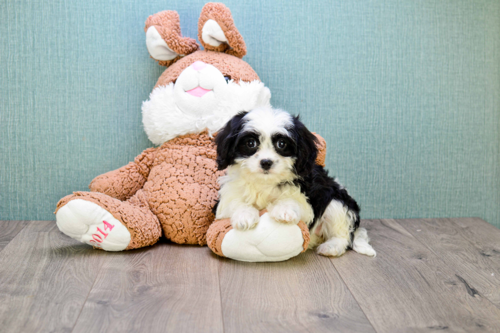 Best Cavachon Baby