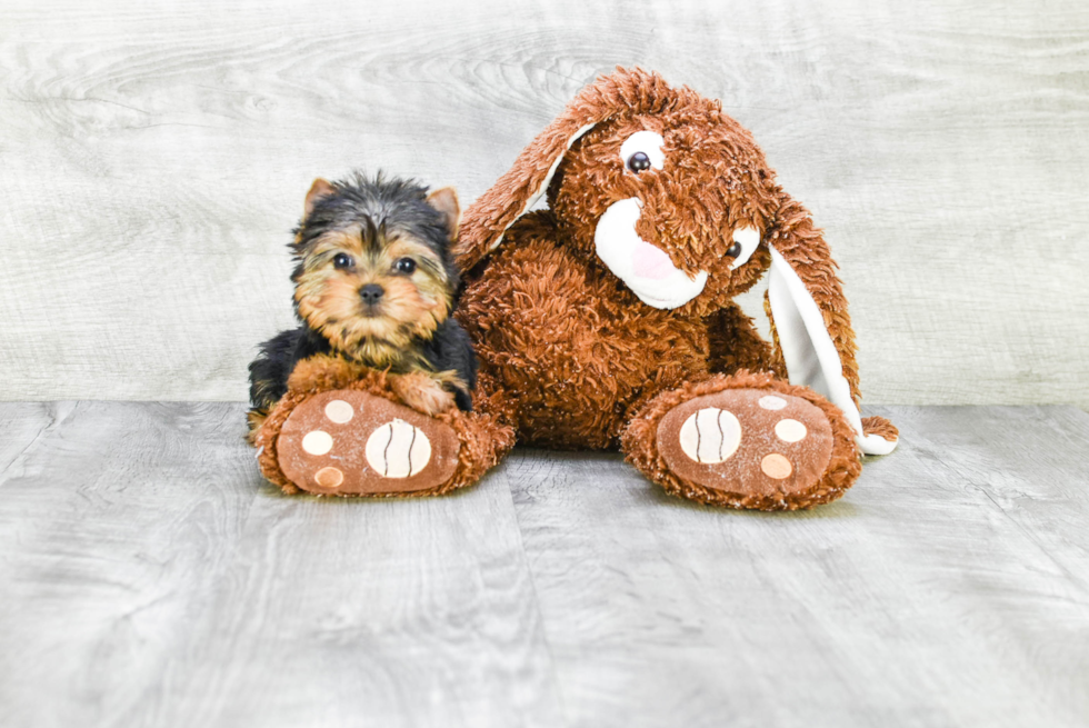 Meet Tinkerbell - our Yorkshire Terrier Puppy Photo 