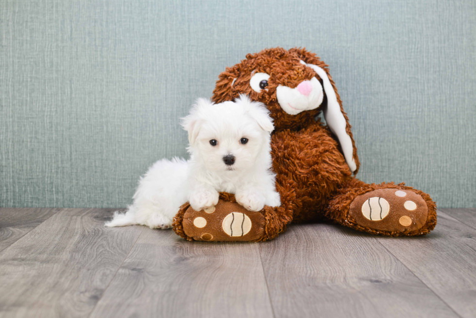 Hypoallergenic Maltese Purebred Pup