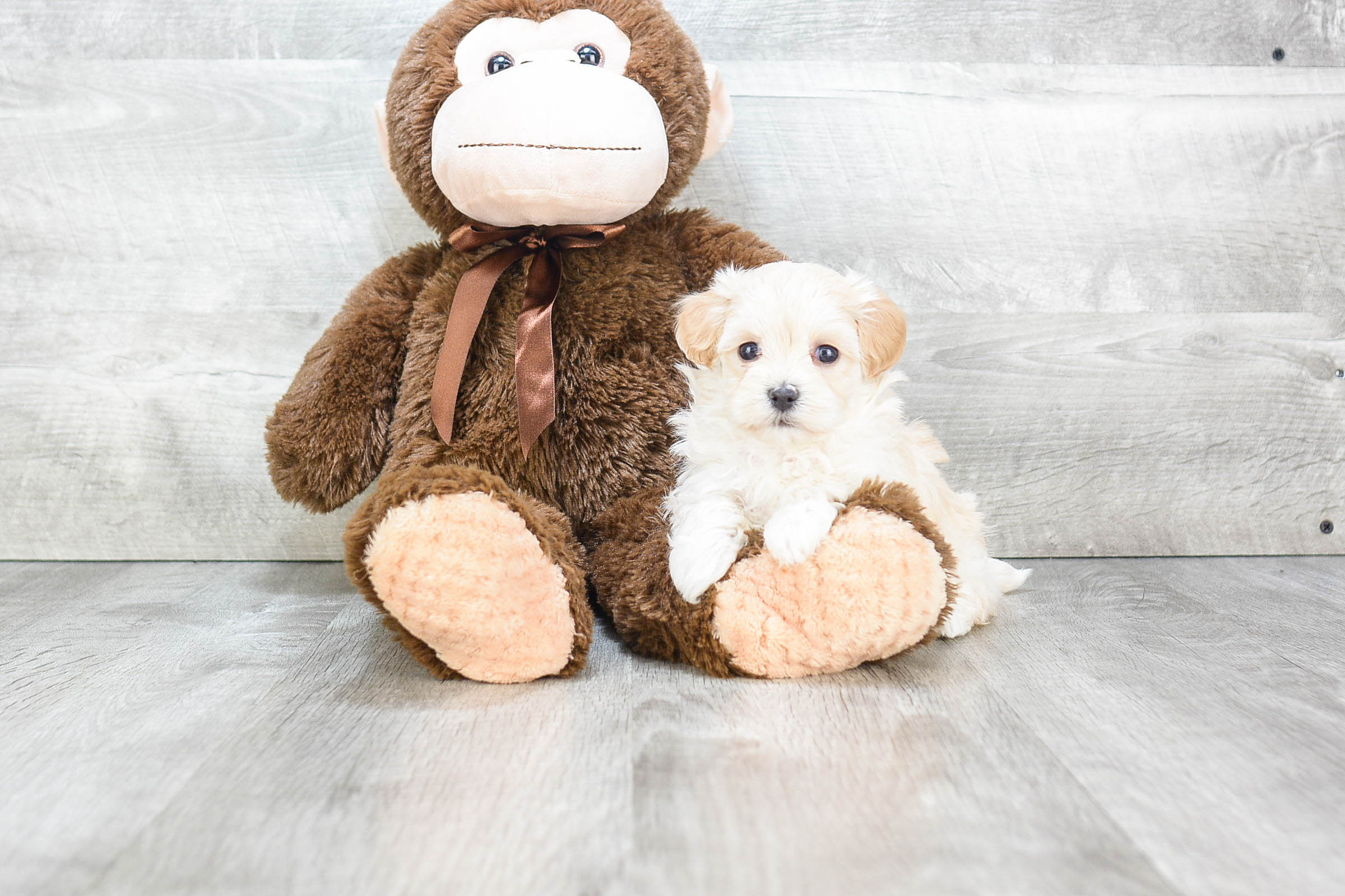 Maltipoo Puppy for Adoption